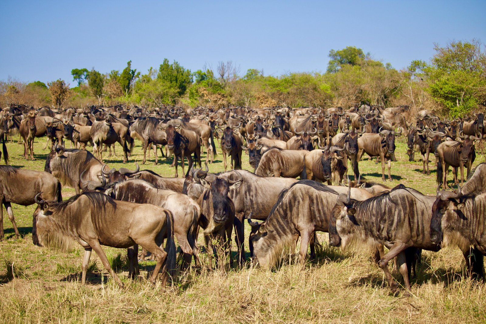 Great Migration safari in the Serengeti